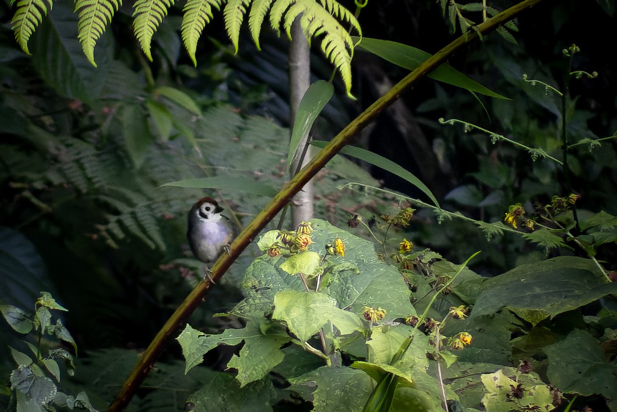 A la mañana siguiente, la última del viaje antes de salir a buscar más aves encontramos a el Rascador patilludo (Melozone biarcuata) otra especialidad de la zona que recuerda a el endémico Rascador nuca canela (M. kieneri) pero con una cara blanca