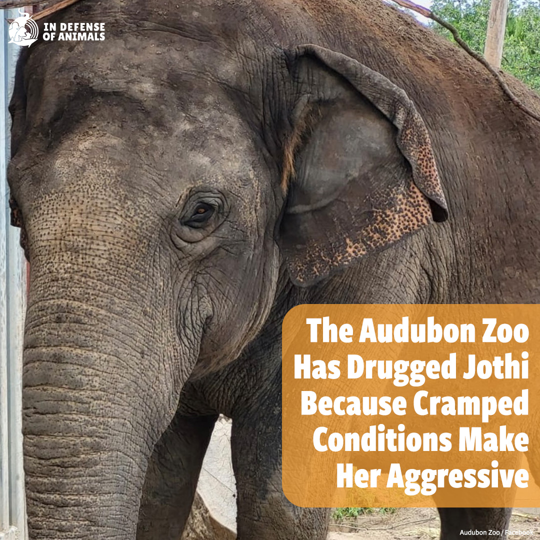 Despite an upgraded exhibit, 3 #elephants at the #AudubonZoo are still suffering from a profound lack of space, which has led to aggression — particularly between Jothi & Surapa. The zoo was giving Jothi an antihistamine to make her drowsy! Take action: bit.ly/48m3iUM