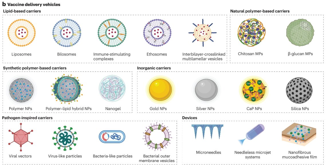 Most pathogens 🦠 enter the body through mucosal sites. This new Review by Ana @jaklenec, Robert Langer, Ulrich von Andrian & colleagues @MIT @harvardmed examines how materials-based strategies are key to mucosal vaccination 💉: go.nature.com/3Ty4uR0