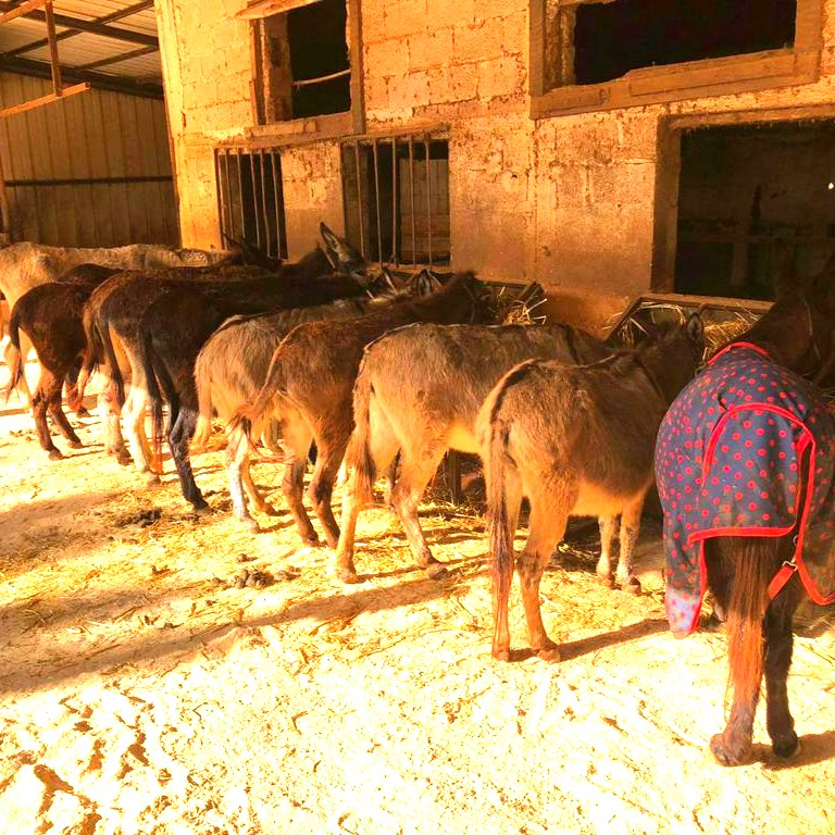 💛 Happy rescued donkeys at our sanctuary in Israel - your support of our charity makes this possible - HUGE thanks everybody 🙏👏