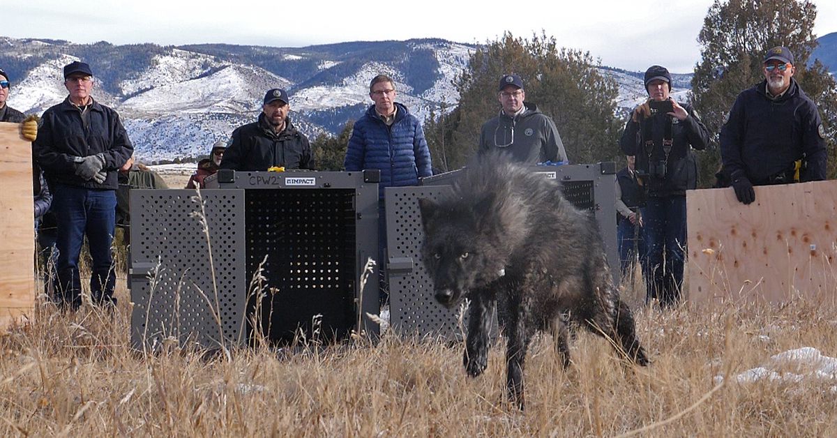 The reintroduction of wolves in Colorado is giving me life right now trib.al/W60MqWy