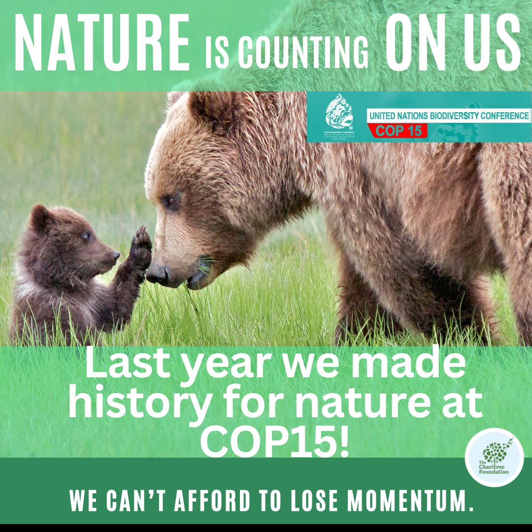 Today marks one year since the Global Biodiversity Framework was adopted at #COP15, with Canada and 195 other countries committing to halt and reverse #nature loss by 2030.

Nature is counting on us:
charitree-foundation.org/news/cop15-one… 

#NatureCOP #MontrealCOP #HaltAndReverse #cdnmedia