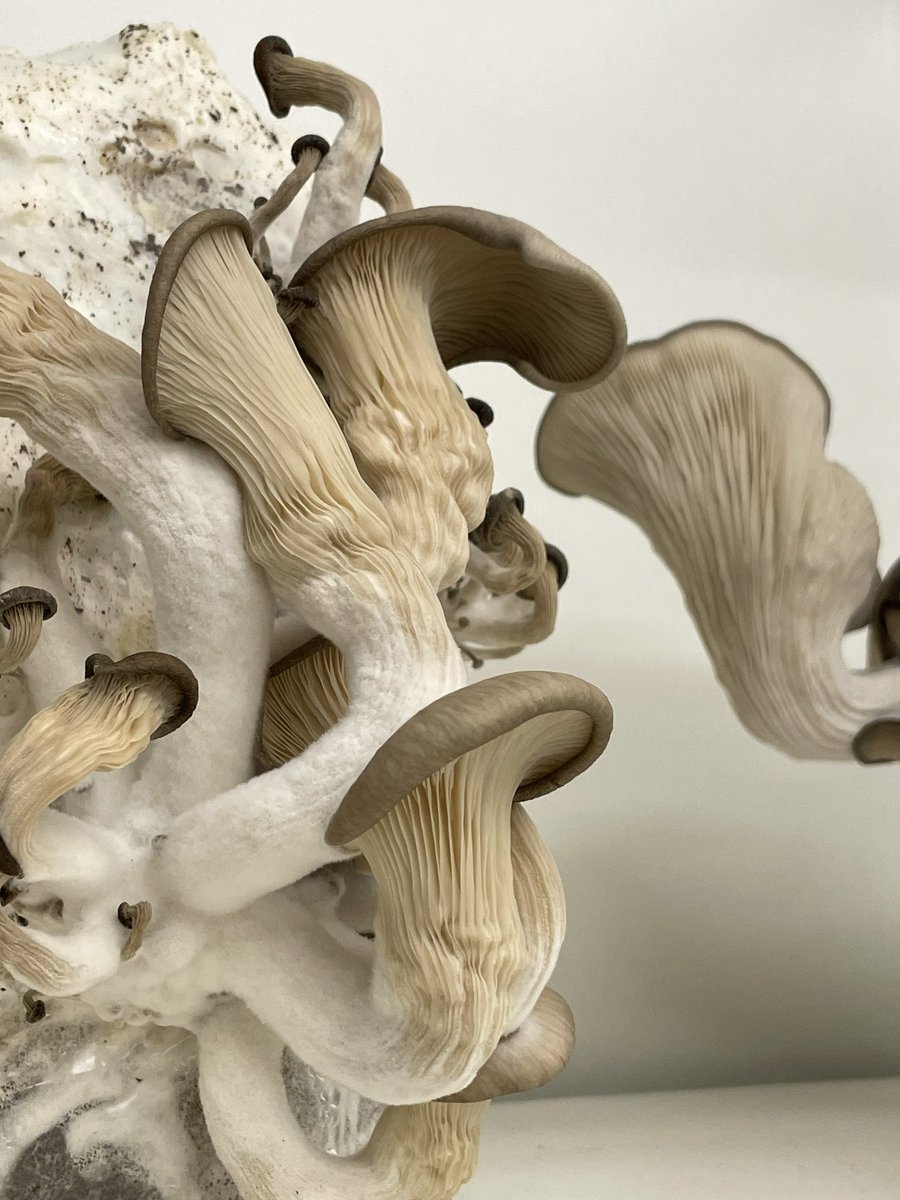 Getting there… 

Almost time to harvest!