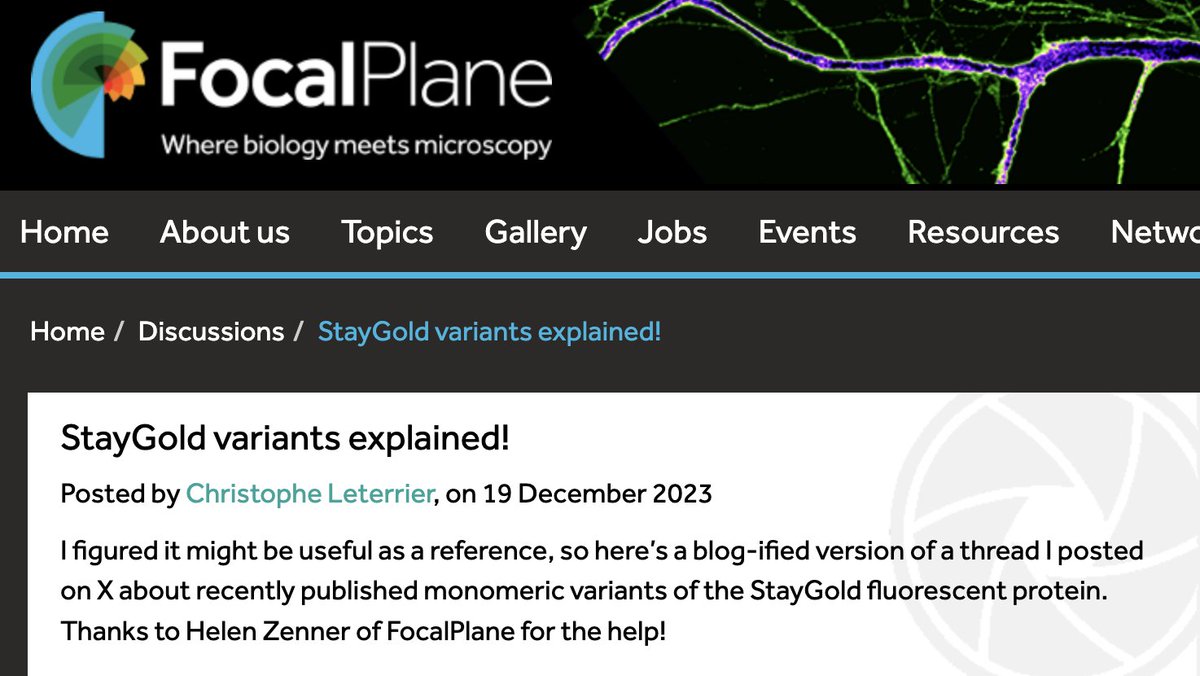 If you liked my thread about mStayGold variants, it found a more permanent home @focalplane_jcs, with updated @Addgene links: focalplane.biologists.com/2023/12/19/sta…