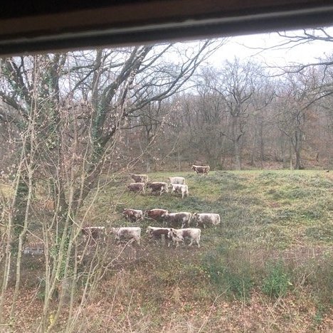 Officeview😄😄😍😍🐂🐂