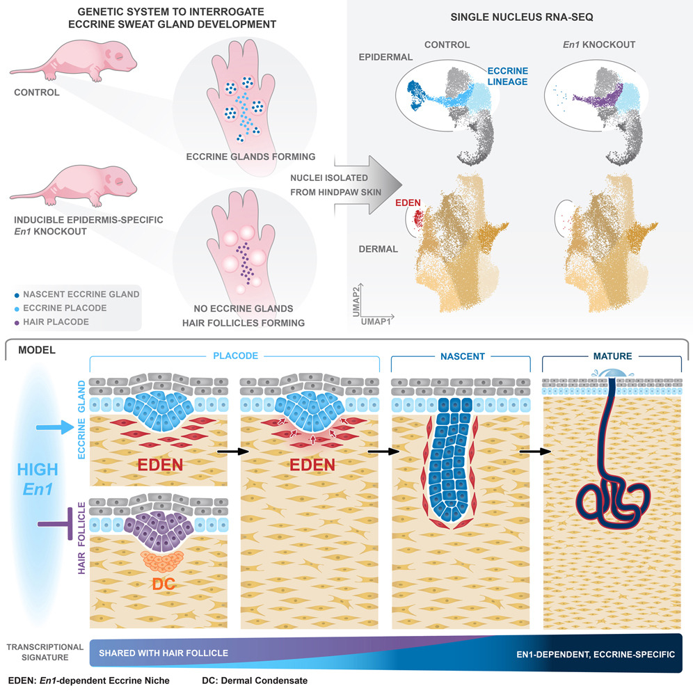 Penn Medicine CSO (@pennmedcso) on Twitter photo Eccrine sweat gland development ft. @dingwallaby, Reiko Tomizawa, Adam Aharoni, <a href="/PengHu_xqq/">Peng Hu</a>, <a href="/QiQiu8788/">Qi Qiu | 邱琦</a>, <a href="/BlerinaKokalari/">Blerina Kokalari</a>, Serenity Martinez, <a href="/FishgirlJoan/">Joan Donahue</a>, <a href="/dialdea/">Daniel Aldea</a>, Meryl Mendoza, <a href="/hao_wu_7/">Hao Wu | 吴昊</a> & <a href="/kamberovlab/">kamberovlab</a> (<a href="/PennGenetics/">Penn Genetics</a>) @PennSbdrc <a href="/PennEpiInst/">Penn Epigenetics</a> tinyurl.com/5n6ebh6z Eccrine sweat gland development ft. @dingwallaby, Reiko Tomizawa, Adam Aharoni, <a href="/PengHu_xqq/">Peng Hu</a>, <a href="/QiQiu8788/">Qi Qiu | 邱琦</a>, <a href="/BlerinaKokalari/">Blerina Kokalari</a>, Serenity Martinez, <a href="/FishgirlJoan/">Joan Donahue</a>, <a href="/dialdea/">Daniel Aldea</a>, Meryl Mendoza, <a href="/hao_wu_7/">Hao Wu | 吴昊</a> & <a href="/kamberovlab/">kamberovlab</a> (<a href="/PennGenetics/">Penn Genetics</a>) @PennSbdrc <a href="/PennEpiInst/">Penn Epigenetics</a> tinyurl.com/5n6ebh6z