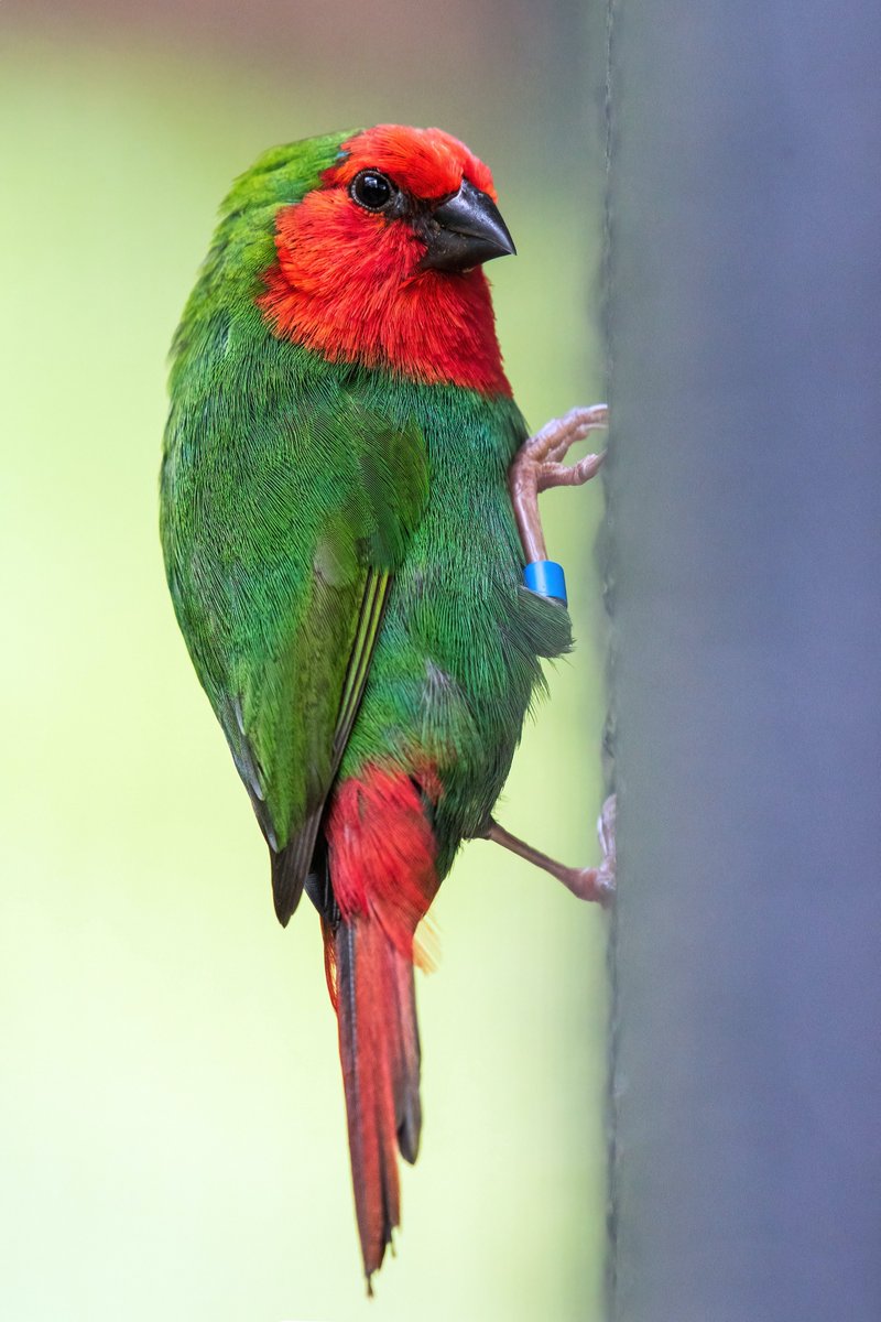 This Red-faced Parrot Finch from New Caledonia found a new aviary to explore at Birdworld Kuranda 🐦🇦🇺

#birds #NaturePhotography #beautiful #wildlifephotography #tuesdayvibe