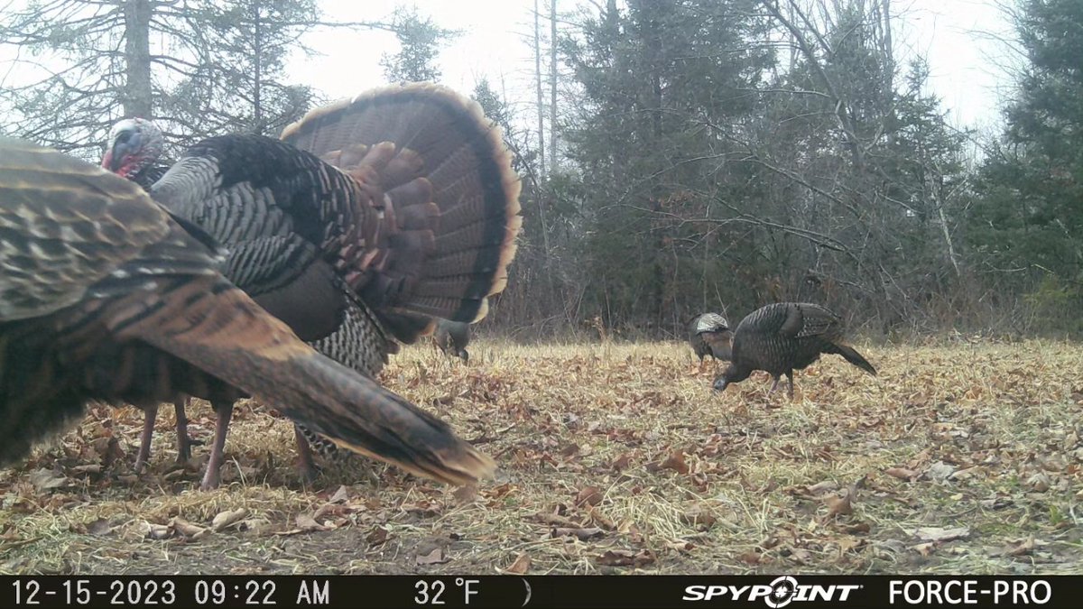 That's FAN-tastic!

#tuesday #tuesdaymotivation #tuesdaythoughts #spypoint #whyispypoint #bird #birds #turkey #turkeys #trailcam #trailcamera @SpypointCamera #fall #winter #uppermichigan #upofmichigan #michigan #winter #snow