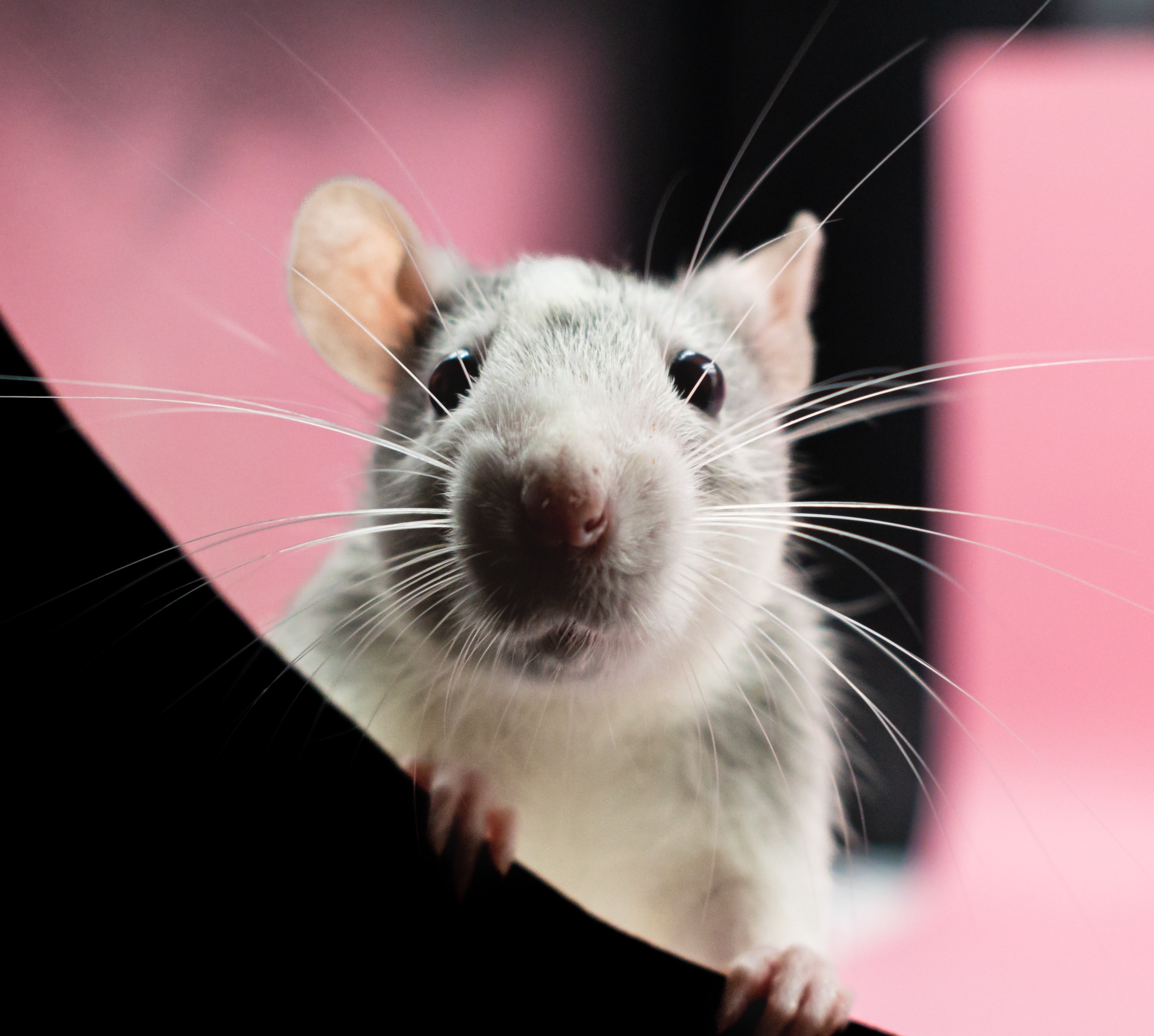 Petsmart top rat food
