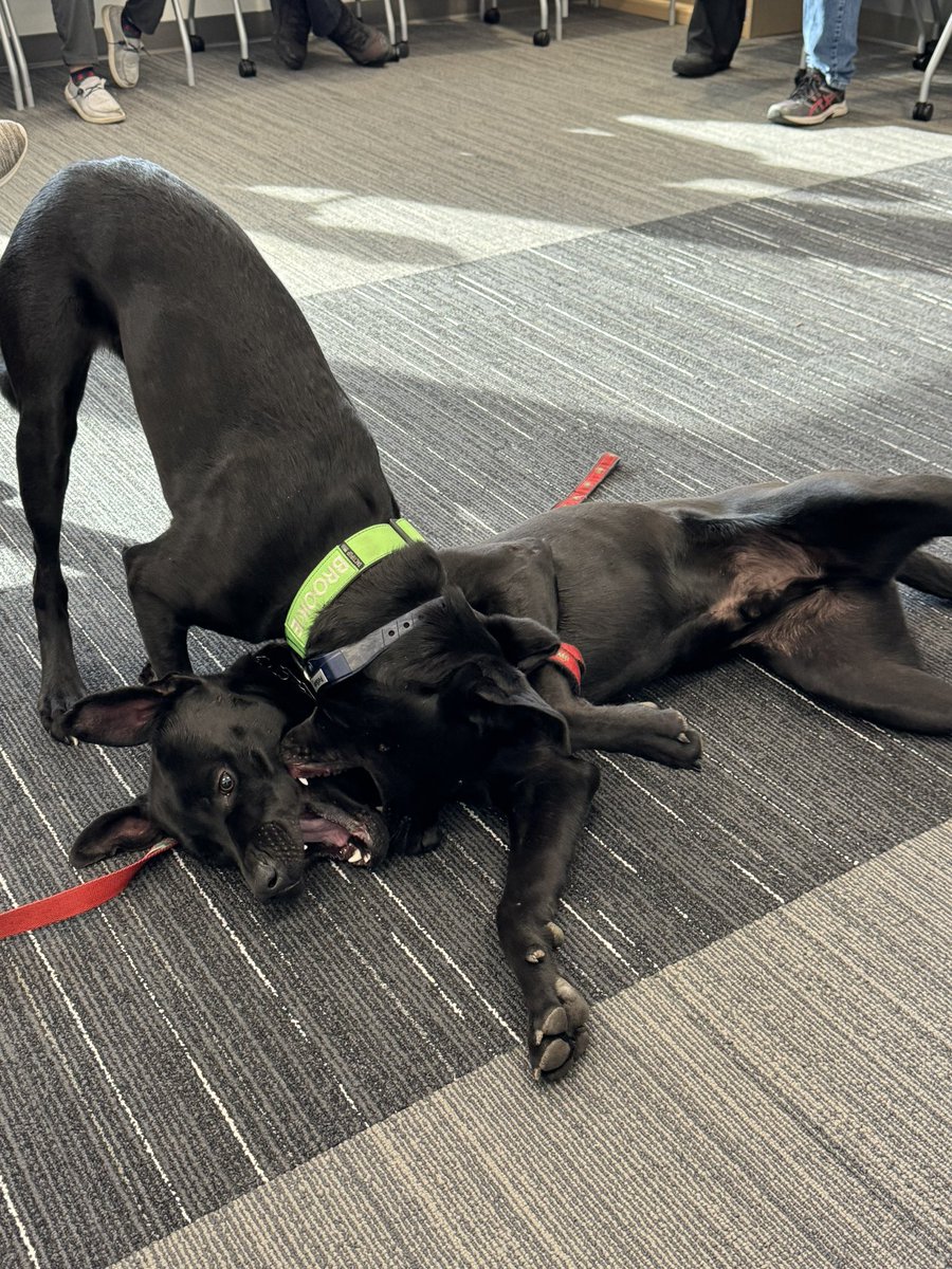 De-stressing right before the holidays with a play session with Bear and Brookie! @WUSTL #WUPDdogs