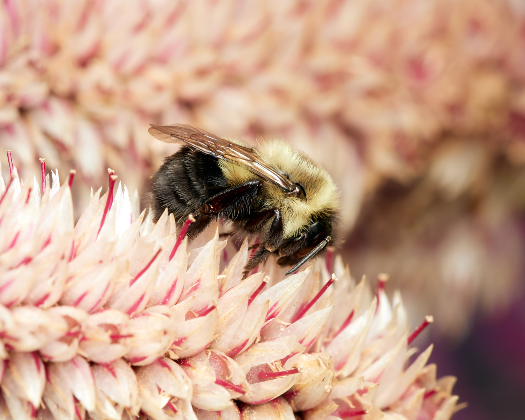 Your daily floof post is here. #commoneasternbumblebee #bumblebee #bees #wildlifephotography #macrophotography #insectphotography #photography #appicoftheweek #canonfavpic #captureone