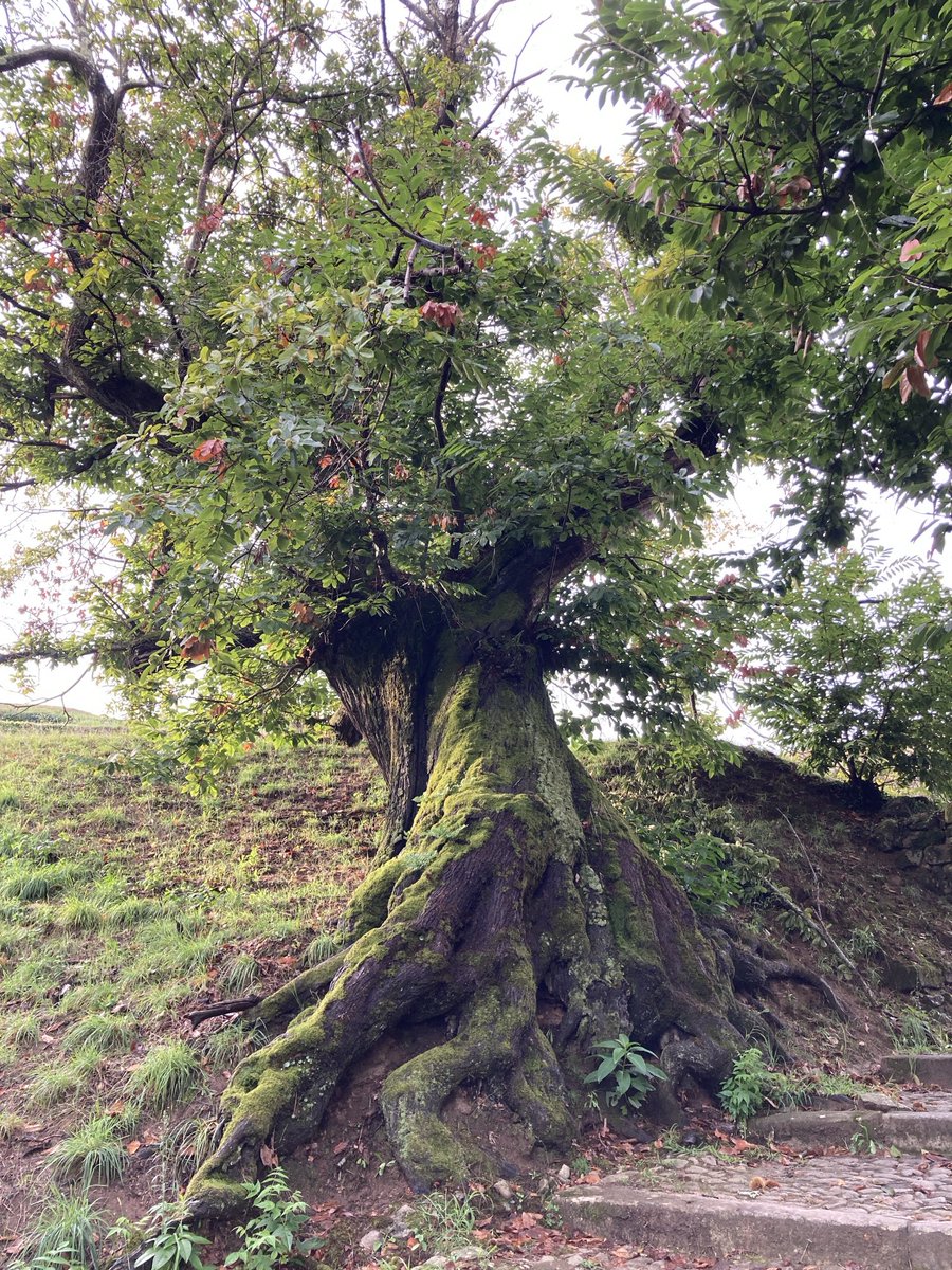 I offer a characterful old sweet chestnut for #thicktrunktuesday - encountered during on the Portuguese #camino