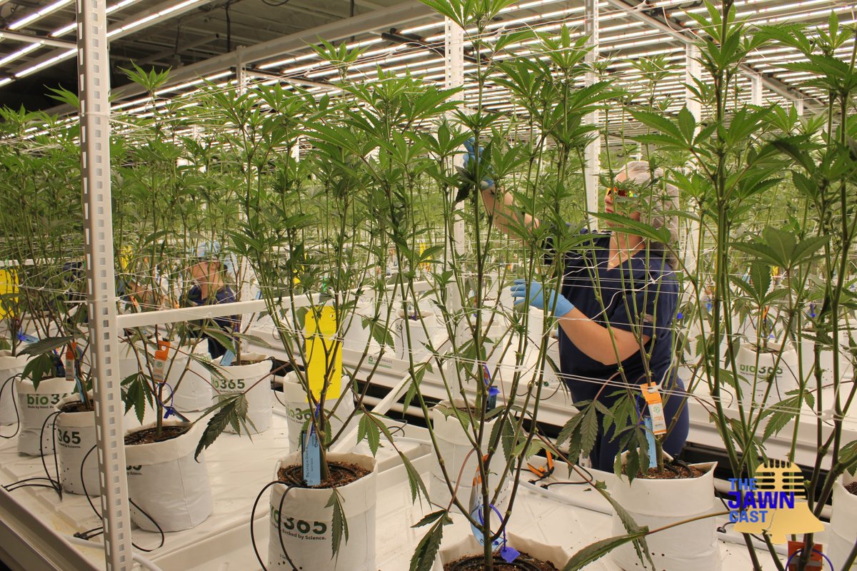 TheJawncast's tweet photo. .@cann_company is a multi-state cannabis business with huge facilities, but they want to see small, local businesses thrive.

“Just hearing their dreams and their goals start to come to life, and we can be a part to help that, is tremendous for me.”

🎧  https://t.co/LUSlBIRif3 https://t.co/1vydRu2T6W