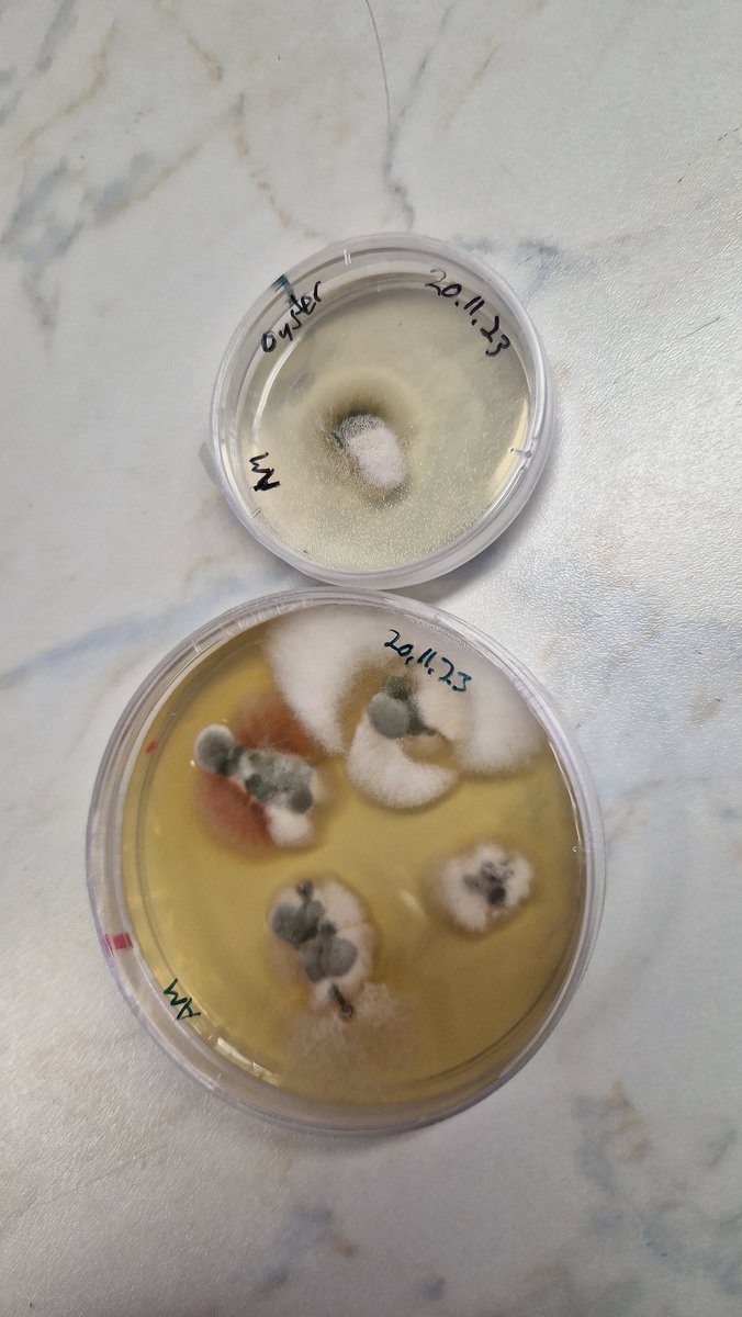 A_Marjamaki's tweet photo. Metsätuholaisten tarkastelua mikroskoopilla. 🔬
#mmsaatio https://t.co/LSoLmD4K1G