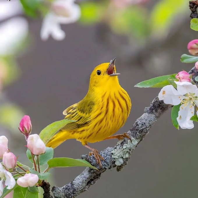 GBuumrqbMAM5Iwu?format=jpg&name=small