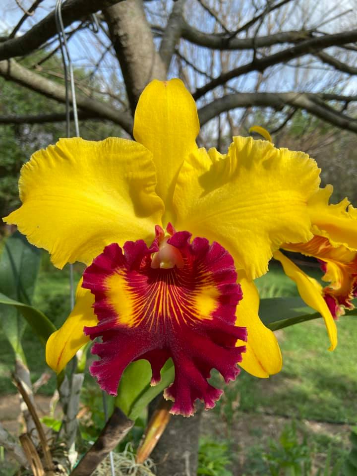Rlc Williette Wong ‘The Best’ AM/AOS #orchids #plants