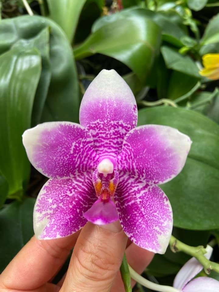 Phalaenopsis LD Sun Rose 'LD' #orchids #plants