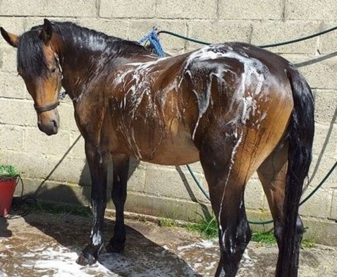 Winter essentials for your furry friends! Our Horse and Dog Shampoo keeps coats shiny and healthy, while our Disinfectant Spray ensures a clean environment. Pamper your pets this season! 🐾❄️ #PetCare #WinterGrooming