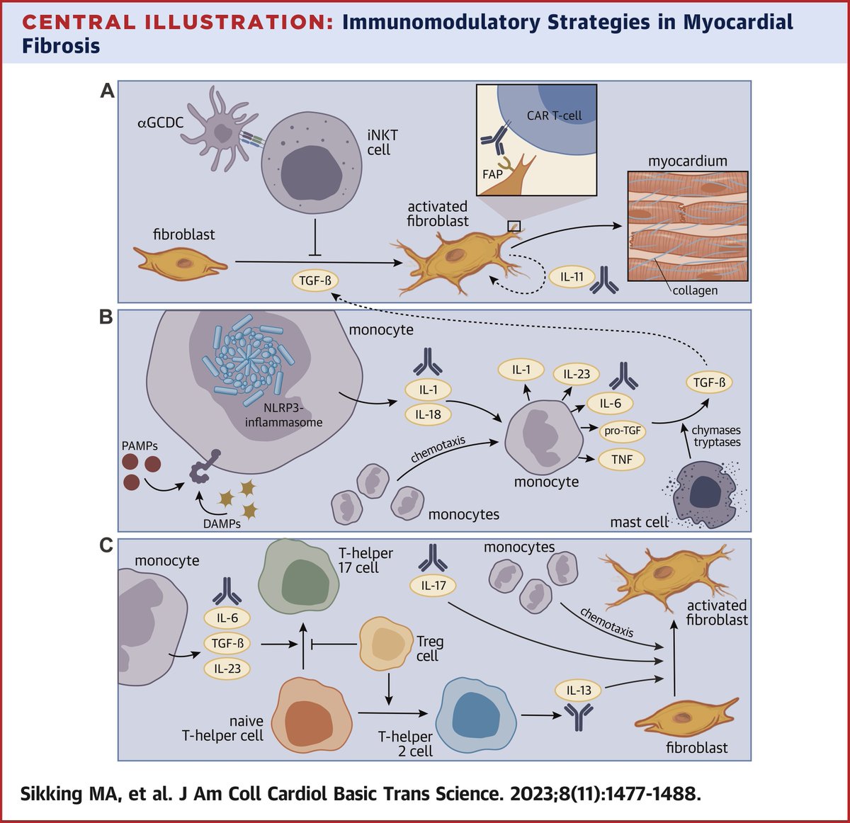 Myocardial fibrosis contributes to #HF & is an unmet clinical need. Emerging immunotherapies may hold promise as targeted approaches for new treatments. In this #JACCBTS SOTA Review, Dr. @SikkingM, et al discuss “Immunomodulation of Myocardial Fibrosis” bit.ly/485tinR