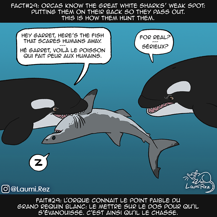 Repost 🐬🐬🦈
.
#LaumiRez #Art #whiteshark #shark #artist #drawing #illustration #digitalart #orca #dolphin #facts #fact #notoai