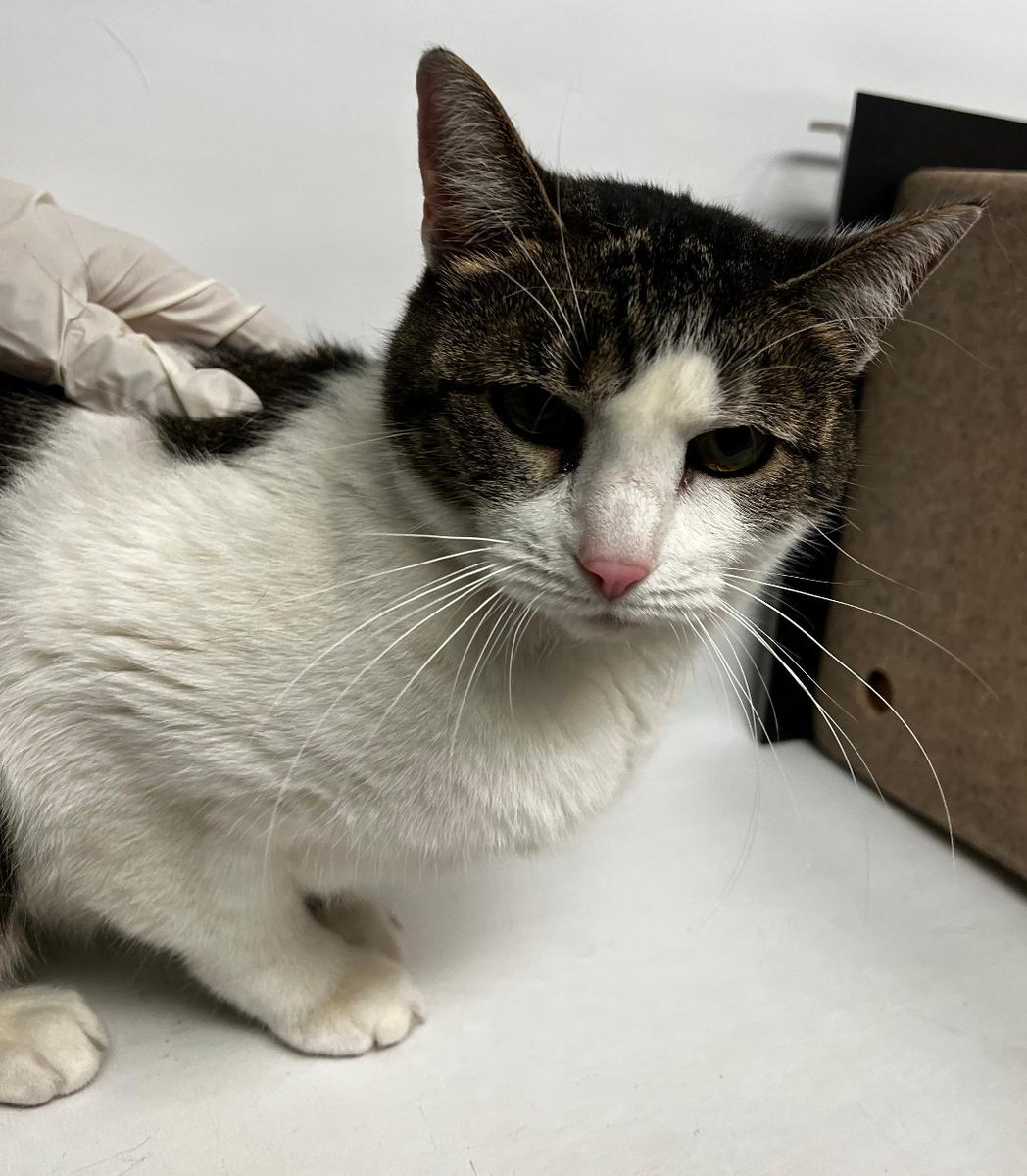 NYC's DEATH ROW CATS on X: *SHELTER PLEA* NEW PHOTO - **FeLV+** Poor Beluga  is a sweet cat who will need some TLC. (consider hospice vs EHR) NEEDS OUT  ASAP!   /