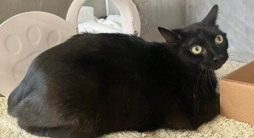 NYC's DEATH ROW CATS on X: *SHELTER PLEA* NEW PHOTO - **FeLV+** Poor Beluga  is a sweet cat who will need some TLC. (consider hospice vs EHR) NEEDS OUT  ASAP!   /