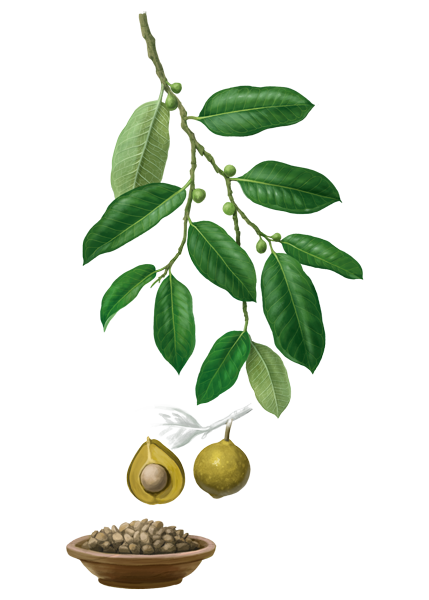 🌿 El guáimaro es un árbol multifacético, crucial para el ecosistema. 
Desde su uso alimenticio hasta su capacidad para combatir el cambio climático como modelo agroforestal, este árbol es una joya natural. 
Conoce más en el #ReporteBIO tiendahumboldt.org/producto/repor…