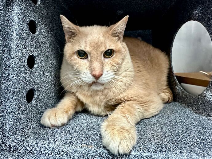 NYC's DEATH ROW CATS on X: *SHELTER PLEA* NEW PHOTO - **FeLV+** Poor Beluga  is a sweet cat who will need some TLC. (consider hospice vs EHR) NEEDS OUT  ASAP!   /