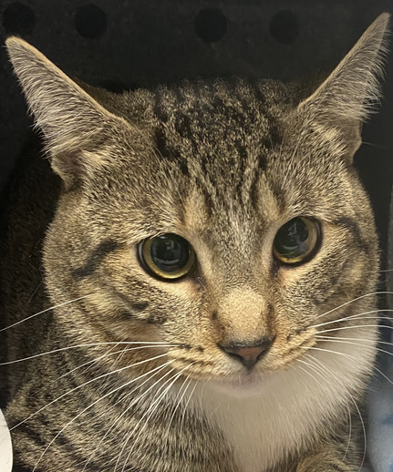 NYC's DEATH ROW CATS on X: *SHELTER PLEA* NEW PHOTO - **FeLV+** Poor Beluga  is a sweet cat who will need some TLC. (consider hospice vs EHR) NEEDS OUT  ASAP!   /