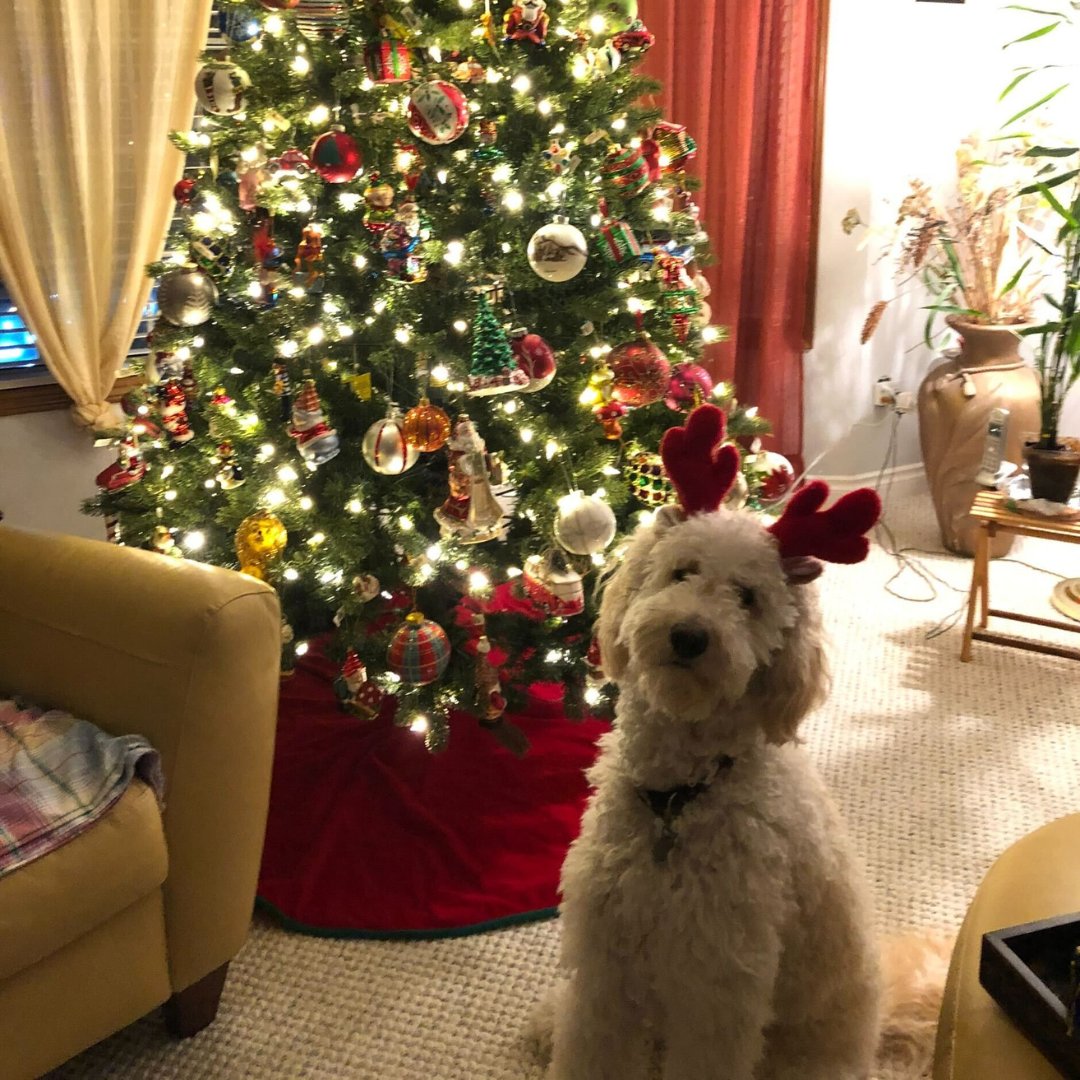 Our ADORABLE ZoomCare pets are here to wish you a paws-itively festive holiday season! 🎁 🐾 

ZoomCare here to support your good health and cheer with holiday and late-night hours at select clinics.

#ZoomCare #ZoomCarePets #BeyondBetter #HappyHolidays