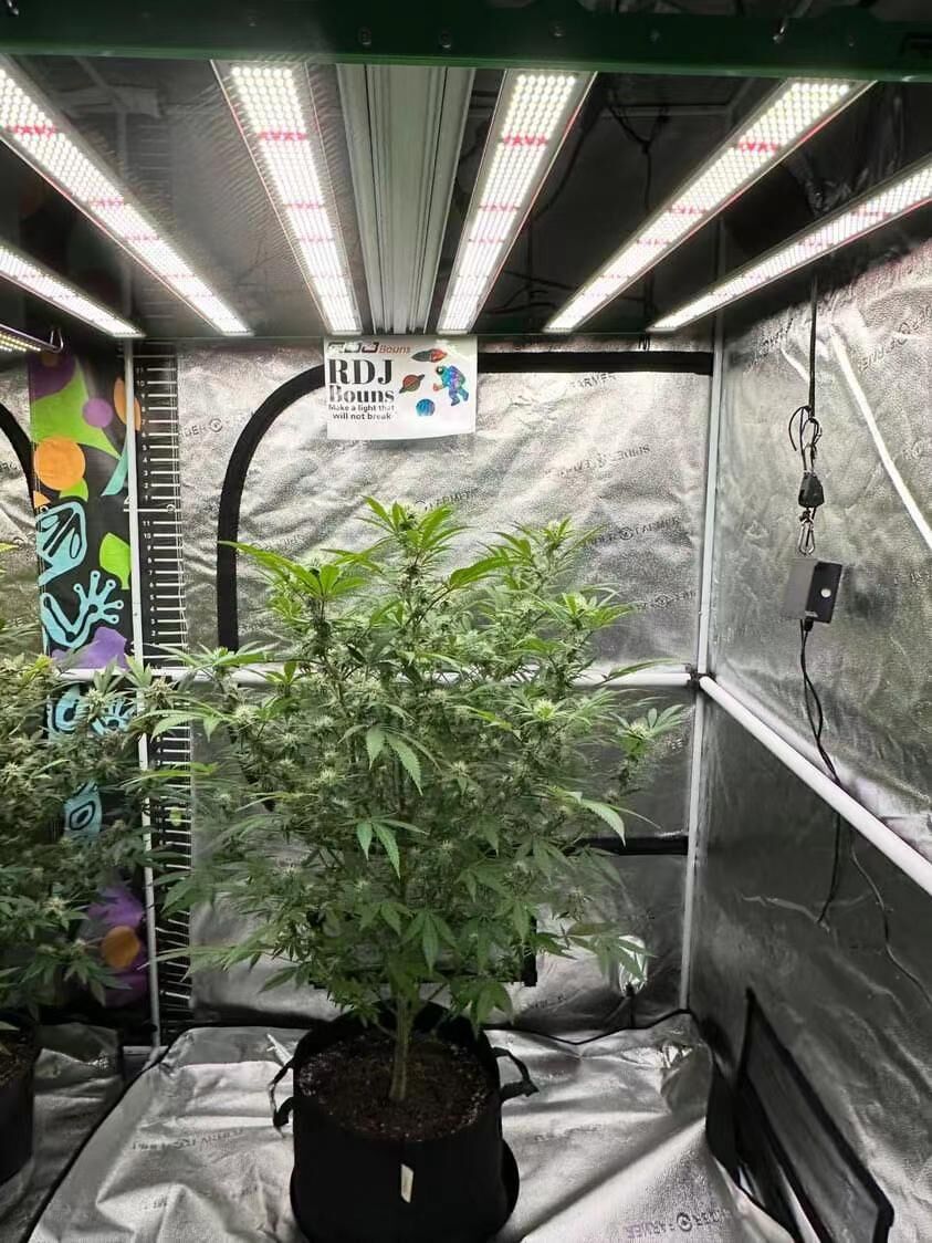 'Transform your indoor gardening game with the RDJ Bouns' Growline 720 grow light! 🌱🔆 Its powerful coverage perfectly illuminates your 4x4 grow tent, ensuring your plants thrive and flourish. Take your grow to the next level! #indoorfarming #growlight #RDJBouns'📸 Growz