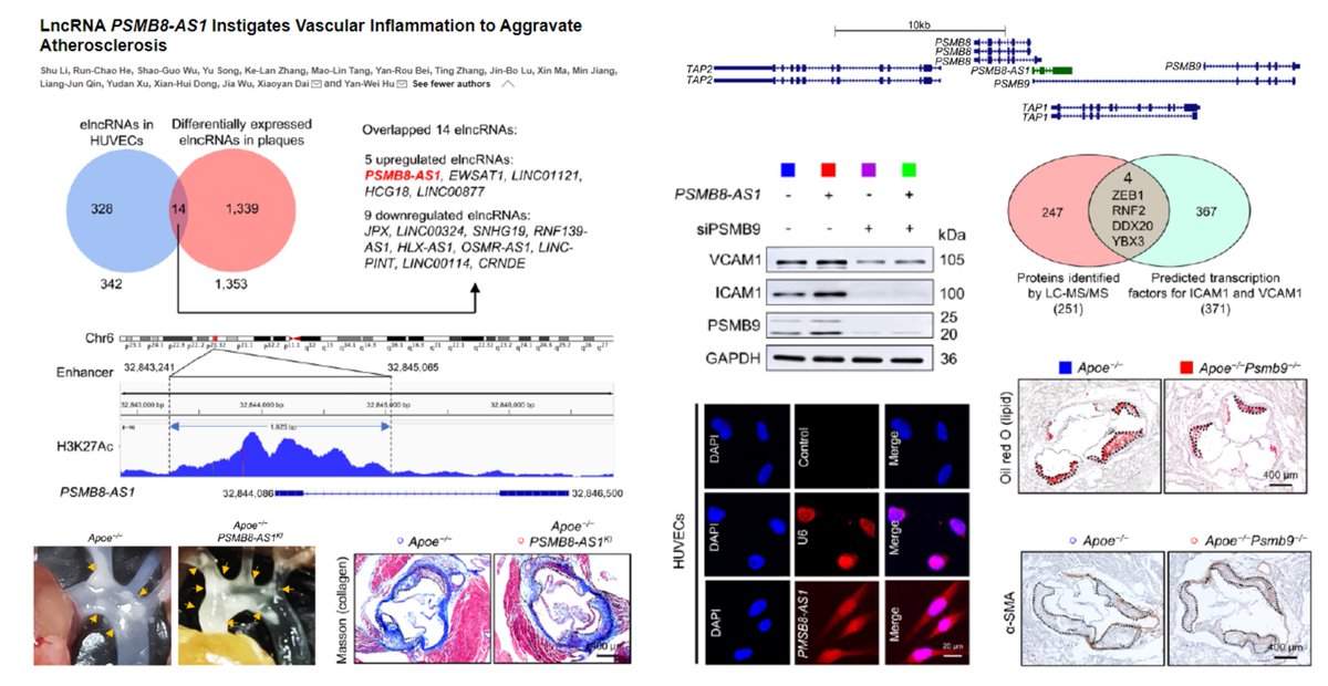 HaoYin20's tweet image. Enhancer-associated #LongNonCodingRNA #Atherosclerosis

PSMB8-AS1⏫promixal gene transcription of PSMB9 in #EndothelialCell-&amp;gt;
Zeb1-&amp;gt;
VCAM1/ICAM1-&amp;gt;
#VascularInflammation #Atherosclerosis

Serum lipids also regulated by PSMB8-AS1

@CircRes 2023
ahajournals.org/doi/10.1161/CI…