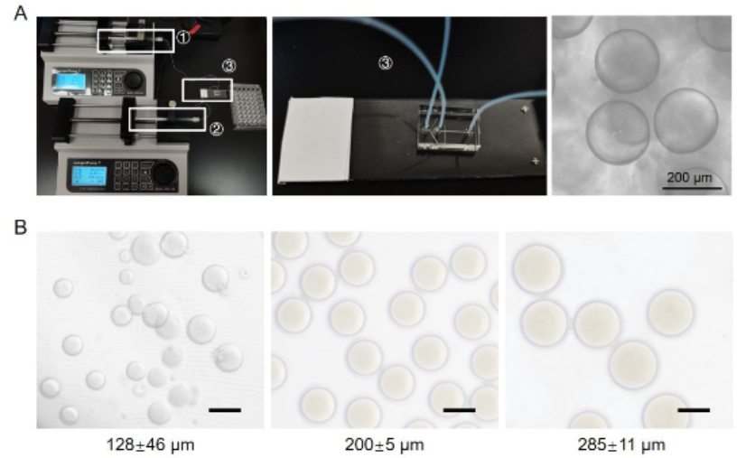 Scientists developed microRNA-induced hepatocyte-like cells/human umbilical vein endothelial cells-laden microgels for acute #LiverFailure treatment, finding that the resulting microgels restored liver function and enhanced liver regeneration.

bit.ly/3TembF0