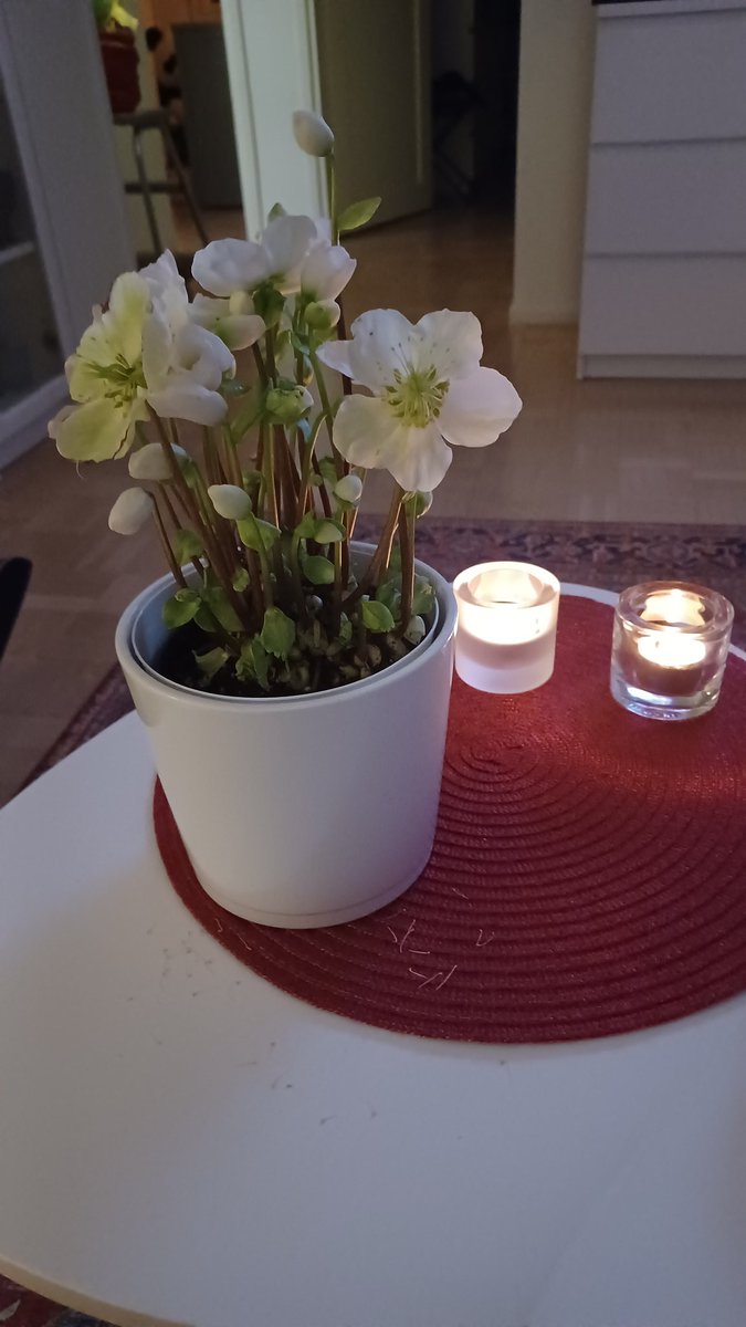 Mun lemppari #joulukukka on #pirkkaparhaat  #jouluruusu Mikä kukka sua ilahduttaa jouluna eniten?  <a href="/pirkkatuotteet/">Pirkka</a> <a href="/kryhma/">K-ryhmä</a>