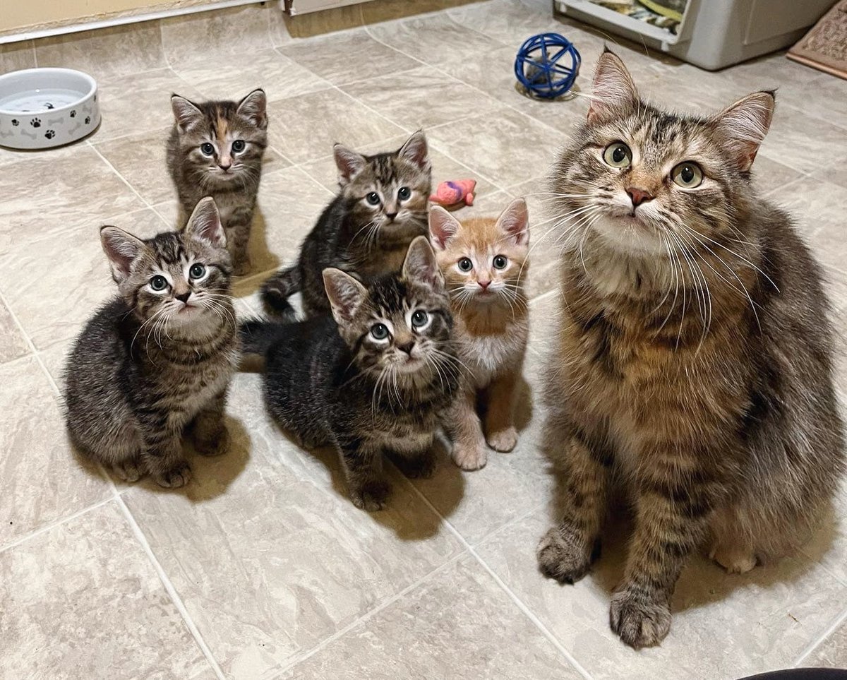 A cat was brought to a shelter with her kittens. After nearly 100 days of waiting, she got what she wanted for Christmas. Full story: lovemeow.com/cat-shelter-ki…