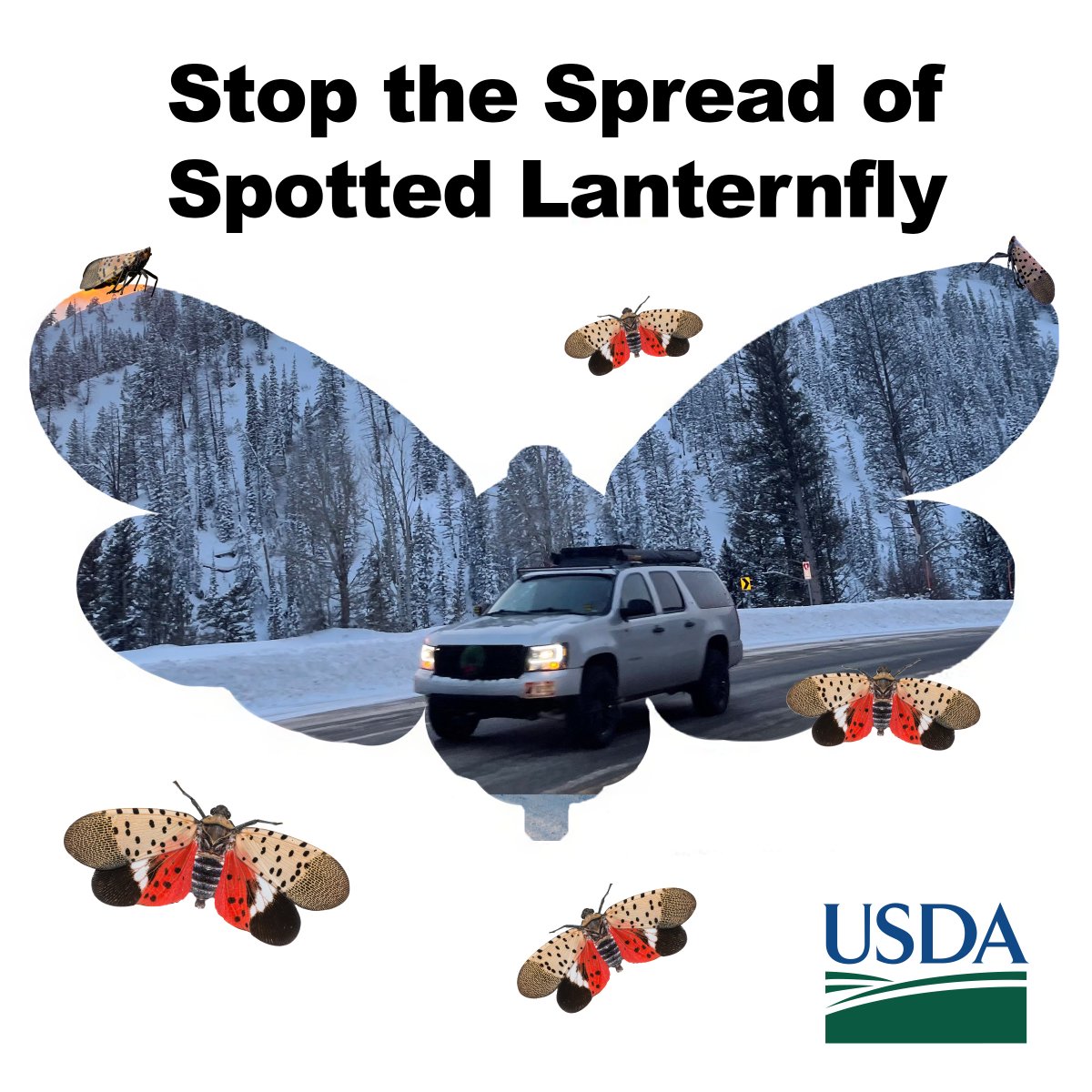 Traveling this holiday season? Check your vehicle & outdoor gear for spotted lanternfly egg masses, which look like a smear of mud. They're formidable hitchhikers in the egg mass life stage, so don’t give this invasive pest a free ride to new places! aphis.usda.gov/hungrypests/slf