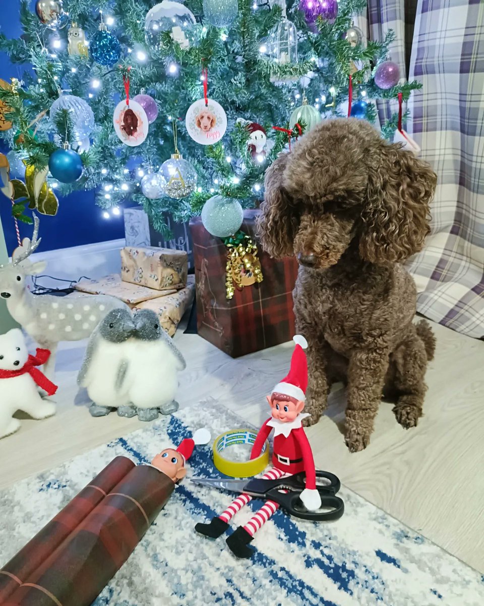 Oh Iggy, you can't wrap up Izzy as a present for Christmas! 🎁🐩🐾

#naughtyelves #elfontheshelf #ziggyiggyandizzy #hearingdogsfordeafpeople
