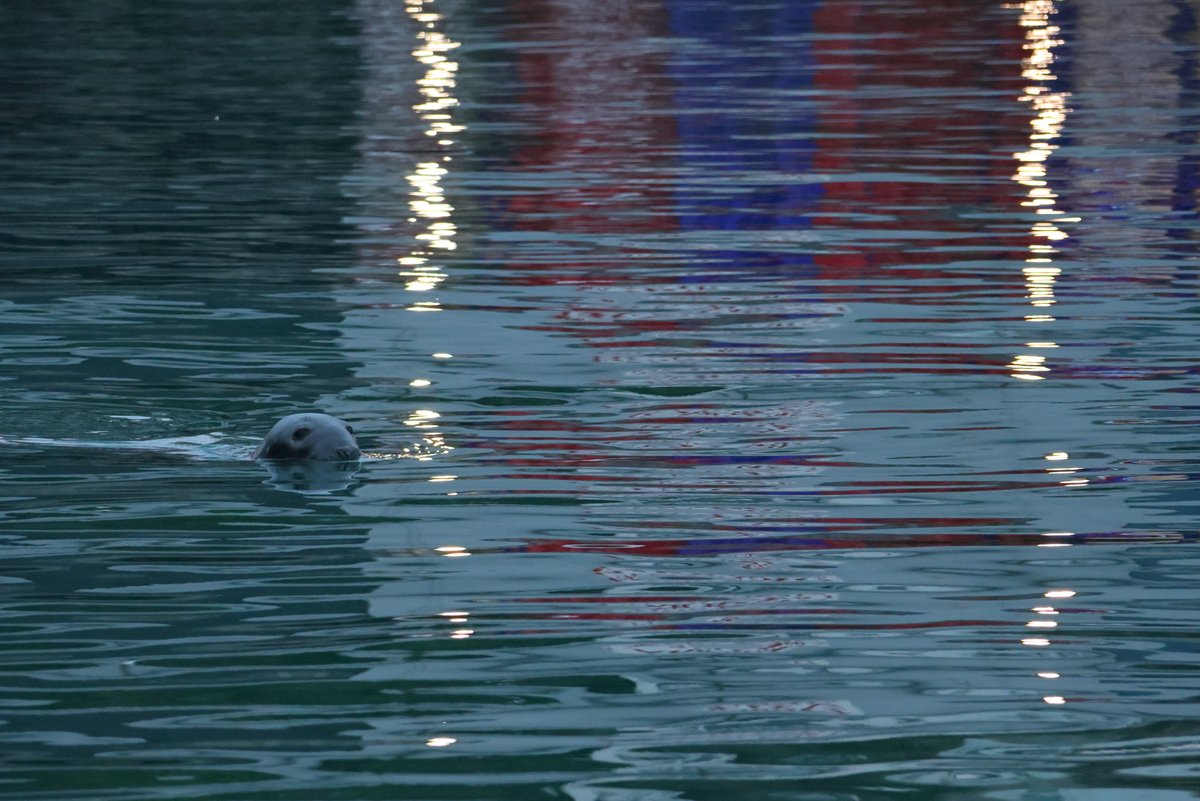 Just after dawn, as Kelly's Hero @KellysheroDavid slowly passed through #Brixham Outer Harbour towards the end of a breakwater and the open sea, a Grey Seal popped up to take a look. The reflection and lights from the nearly fishing boats are visible in the water.