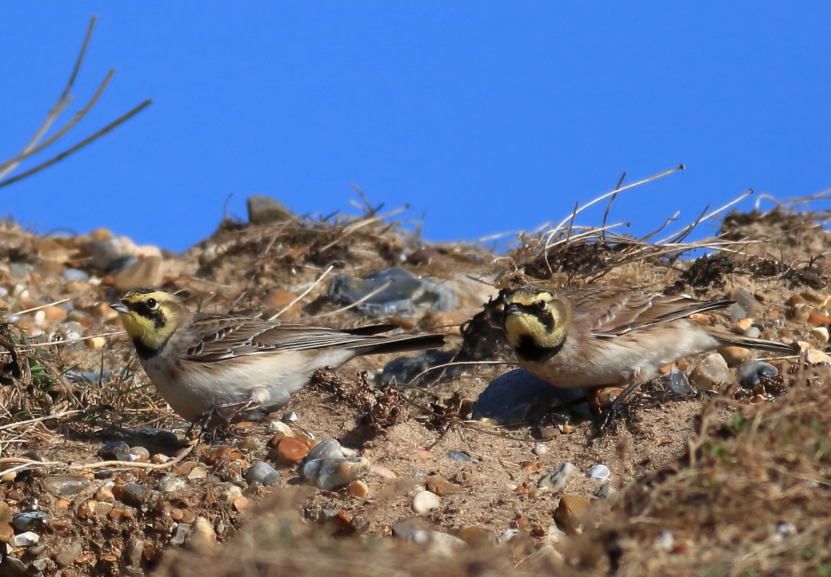 Horned Larks or Shore larks taken in Norfolk some time ago cracking little birds.