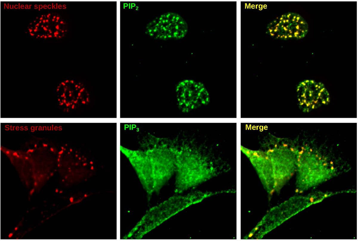 Surprising findings show phospholipids inside condensates throughout cells, not just in cell membranes, suggesting these compartments act as signaling centers, says Dr. Samie Jaffrey (<a href="/JaffreyLab/">JaffreyLab</a>) and colleagues. 

bit.ly/3RLES1t