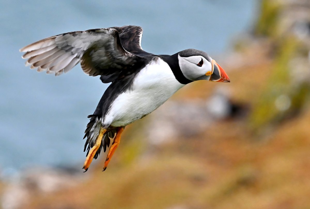 I said I'd keep #TheDailyPuffin going until Christmas, and I'm almost there! 🙏😁🐦