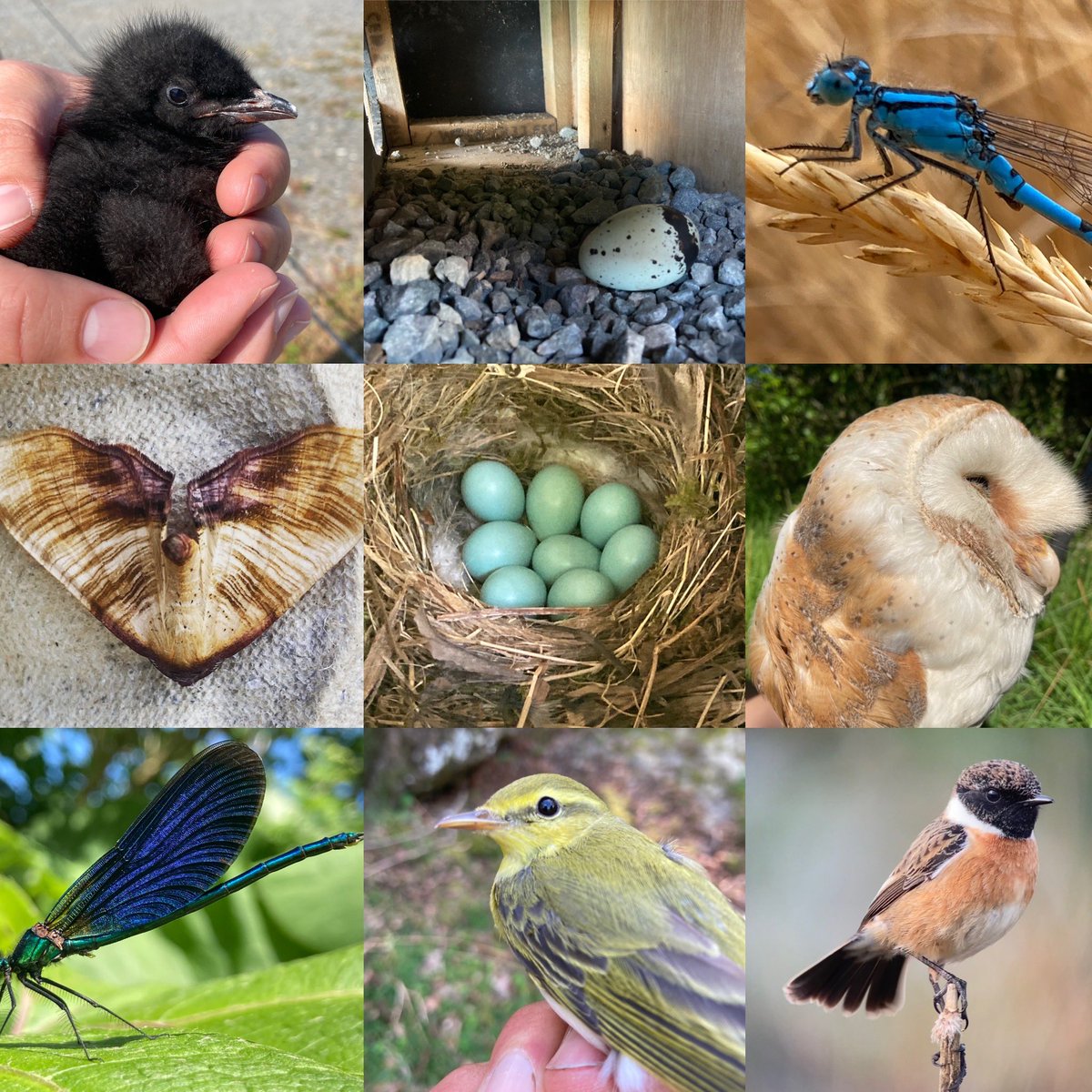 birdsandbike's tweet photo. A bunch of nature highlights from 2023. As always, it’s not always the rare stuff and lots to marvel at close to home (but a few anomalies thrown in). It’s a bit early as heading off here for a while but may come back in 24. #natureisreal #nature @cofnod @North_Wales_WT https://t.co/FNqdch9TfT