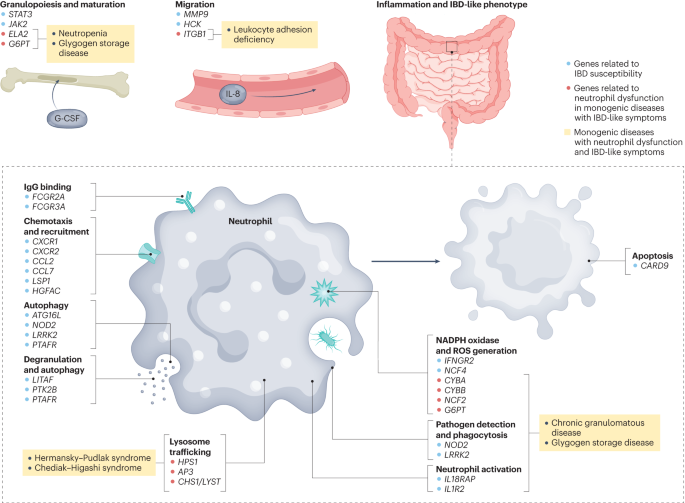 New content online: Neutrophils: from IBD to the gut microbiota dlvr.it/T0M9Kr