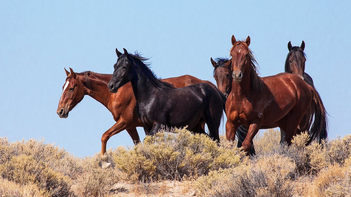 Still looking for that perfect gift for the holidays ❄🎄? Why not send your loved one a digital image from our wild horse and burro wallpaper collection? We've got beautiful images for your desktop computer and your phone! ➡ blm.gov/programs/wild-… 📸Clan Alpine herd, Nevada