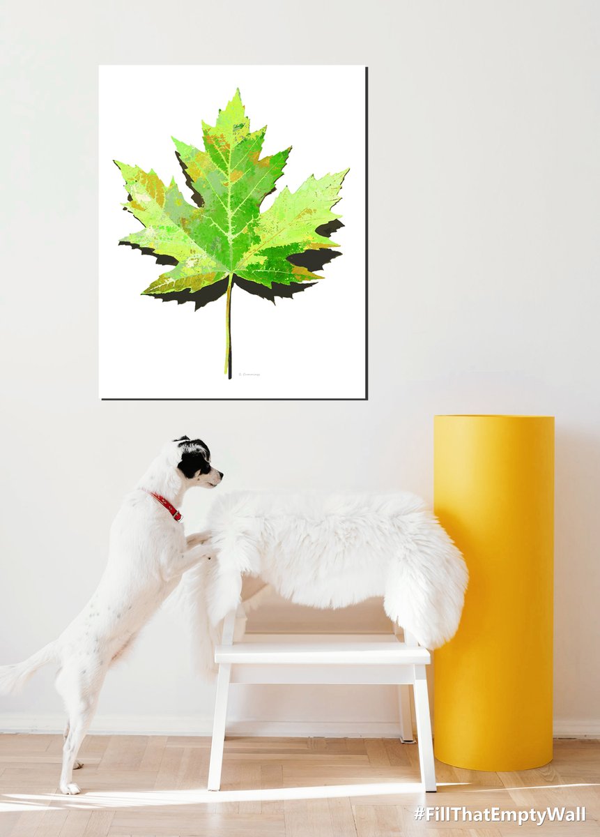 Fresh Color and Life to #FillThatEmptyWall Green Maple Leaf HERE: fineartamerica.com/featured/sprin… #maple #mapleleafs #mapleleaves #fall #Autumn #Canada #Canadian #Canadians #vermont #maplesyrup #leaf #leafs #leaves #tree #trees #nature #AYearForArt #BuyIntoArt #plants #plant…