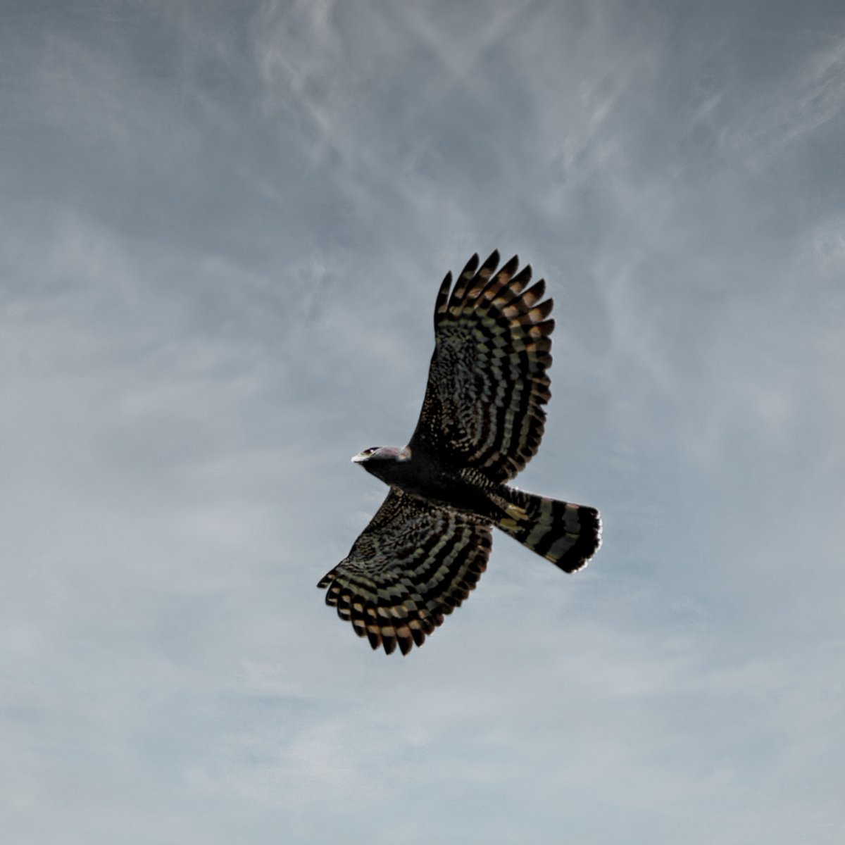 Black Hawk-Eagle (Spizaetus tyrannus) #CostaRica Jan’23 #IndiAves #birdphotography #BirdsOfTwitter #birdwatching #NaturePhotography #wildlifephotography #TwitterNatureCommunity #twitterbirds #BirdTwitter #birds #BirdsSeenIn2023 #ThePhotoHour