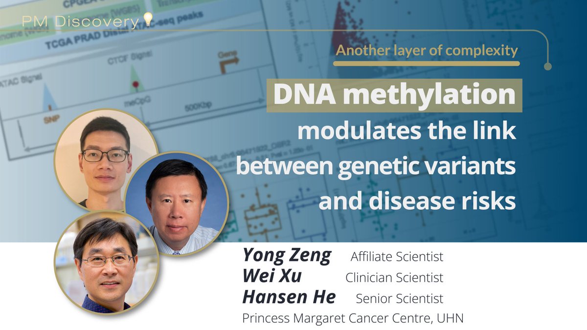 Linking genetic variation to its impact 🧬 A new computational method developed by @hansenhe7’s team @UHN revealed thousands of new associations between genetic variants and gene expression that are mediated by DNA methylation and chromatin structure. >> doi.org/10.1186/s13059…