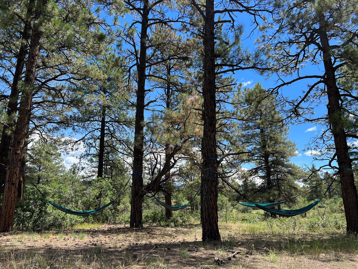 The Springs Resort tweet media