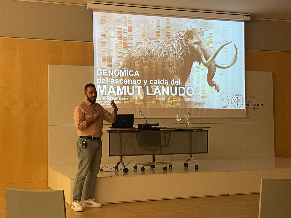 Shout out to @IndianaDiez for sharing his incredibly cool work on woolly mammoths, aka los chulos mamuts lanudos, @museoevolucion tonight! @CENIEH is in for a treat tomorrow
