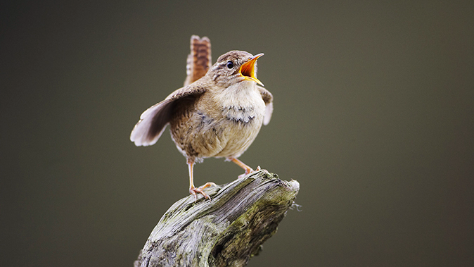 Meanings of the word for a wren in various languages 8. Little walnut (Bulgarian) 7. Little bird in the ditch (Japanese) 6. Thumbling (Finnish) 5. Fence-skedaddler (Danish) 4. Fence-master (Hebrew) 3. Druid bird (Irish) 2. Mouse-brother (Faroese) 1. Little king of winter (Dutch)